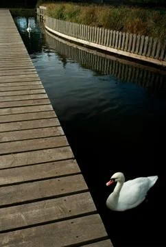 Two Swans 스톡 사진