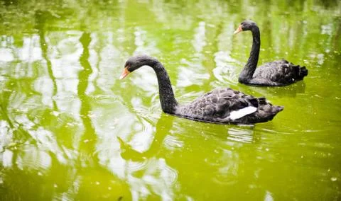 Two swans 스톡 사진