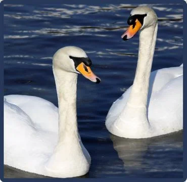 Two  SWANS Stock Photos