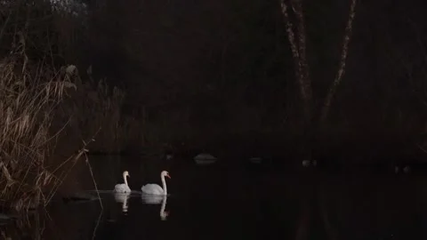 Two swans in a pond during a dark night Video stock 265527632