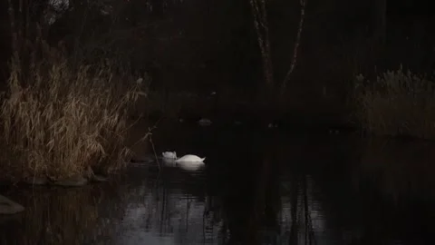 Two swans in a pond during a dark night Stock Footage 265527709