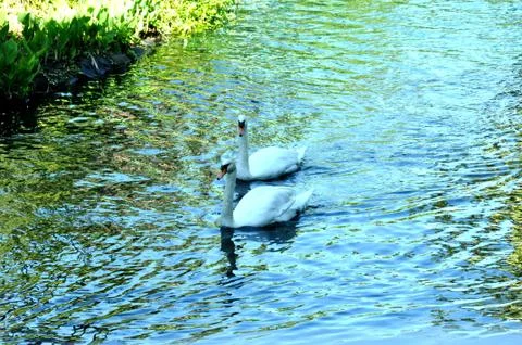 Two Swans in a Pond Stock Photos