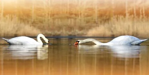Two swans on the pond. Stock Photos