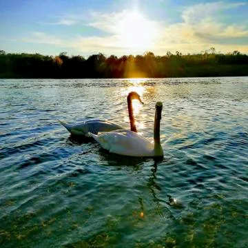 Two swans on a pond Stock Photos