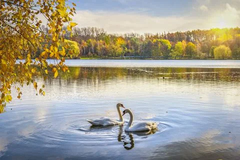 Two swans on pond Stock Photos