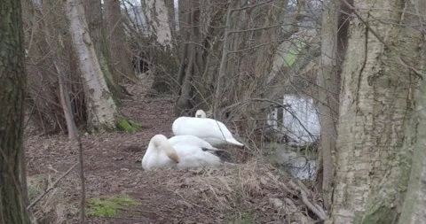 Two swans relaxing at a hidden path with leafless trees between lakes Stock Footage 267623153