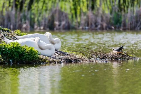 Two swans resting in the lake Stock Photos