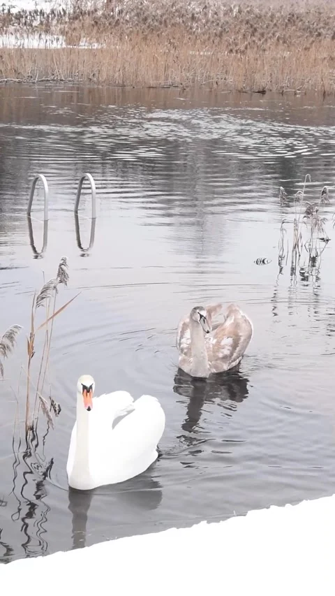 Two swans on the river Stock Footage 265165954