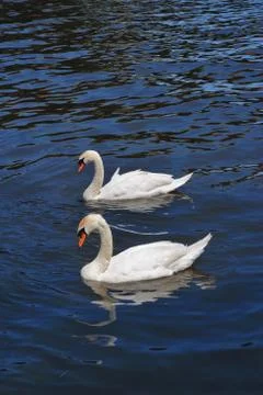 Two swans in the river Stock Photos