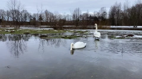 Two swans on the river in winter Stock Footage 228902203