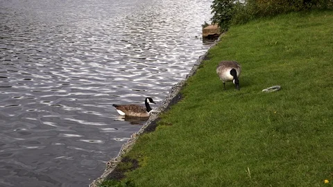 Two swans on the riverbank Stock Footage 118165322