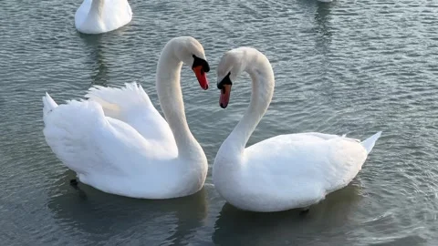 Two swans rub their noses, from time to time their necks form a heart 库存影片 267703073