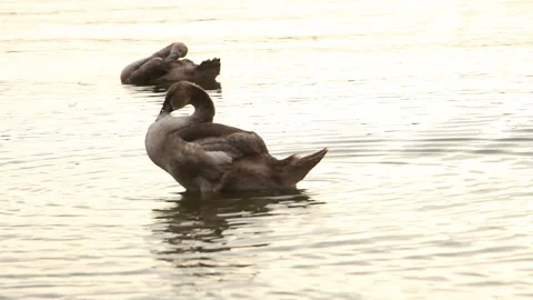 Two swans in the sea brushing their feathers Stock Footage 243760584
