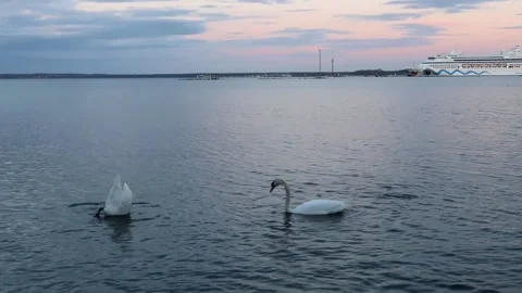 Two swans in the sea Stock Footage 220715242