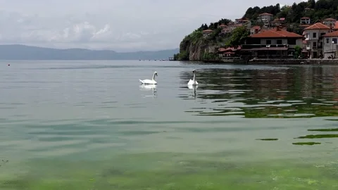 Two swans on the shore of Lake Ohrid. Stock Footage 174656741