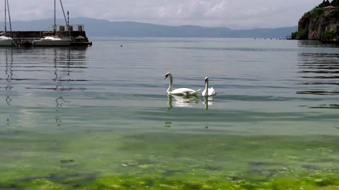 Two swans on the shore of Lake Ohrid Stock Footage 174657429