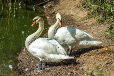 Two swans on shore Stock Photos