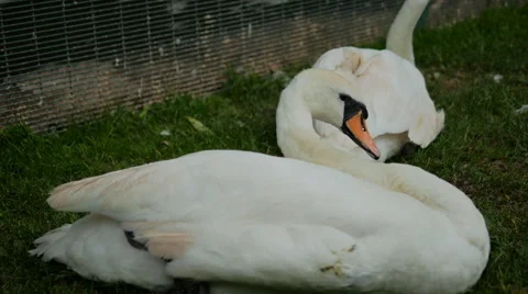 Two Swans Sitting on the Grass Stock Footage 40732662