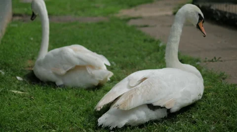 Two Swans Sitting on the Grass Stock Footage 40732947