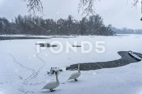 Two swans standing next to a frozen river that is covered in snow while ot is Stock Photos
