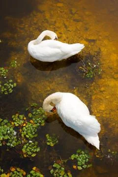 Two swans with sun reflection on shallow water. Stock Photos