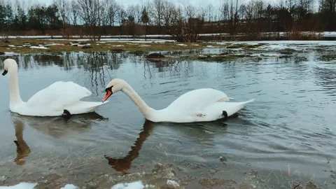 Two swans swim. Stock Footage 234318471