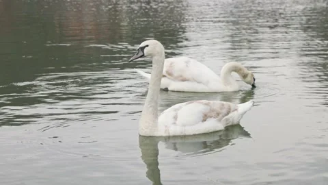 Two swans swim Stock Footage 238564495