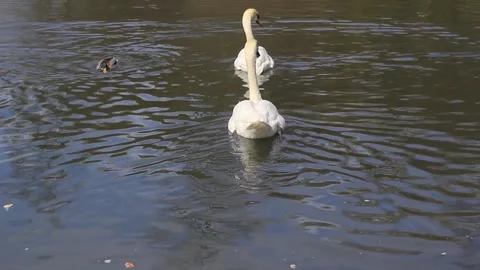 Two swans swim in the river close-up Stock Footage 185450544