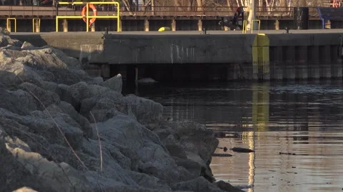 Two swans swim under a bridge on a pier during the sunrise Stock Footage 321306370