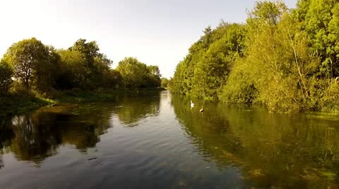 Two Swans Swimming Down A River Stock Footage 12143562