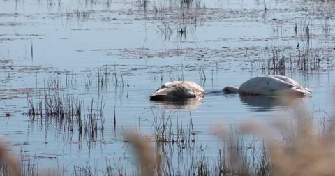 Two Swans A-Swimming! Video stock 69039807