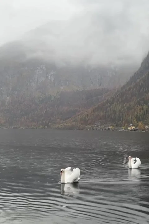 Two swans swimming. Stock Footage 320284875