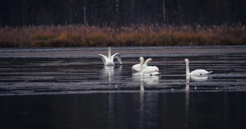 Two swans swimming toward another pair calm autumn lake slow motion low angle Stock Footage 320897576