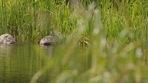 Two Swans on water Stock Footage 34290664
