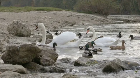 Two swans in the water Stock Footage 69980103