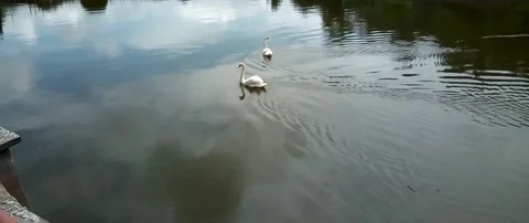 Two swans on the water Stock Footage 162616467
