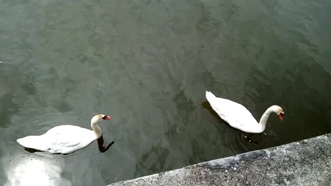Two swans on the water Stock Footage 162616494