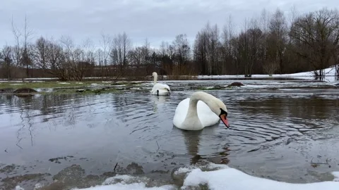Two swans on the water Stock Footage 228902262