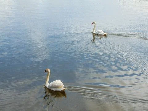 Two swans on the water Stock Photos