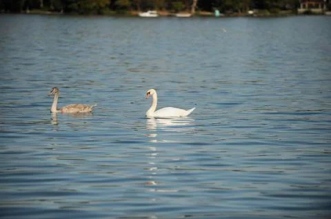 Two swans water reflection background Foto stock
