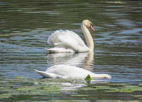 Two swans on water. In Romania Photos