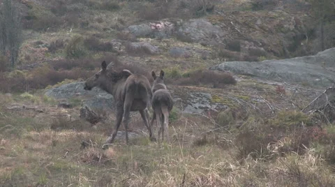Two Swedish moose standing and looking into the camera Stock Footage 42129143