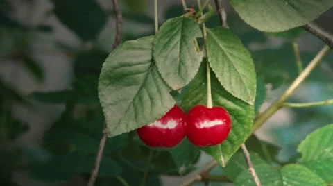 Two sweet cherries on a branch Stock Footage 50788368