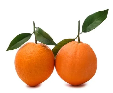 Two sweet oranges Stock Photos