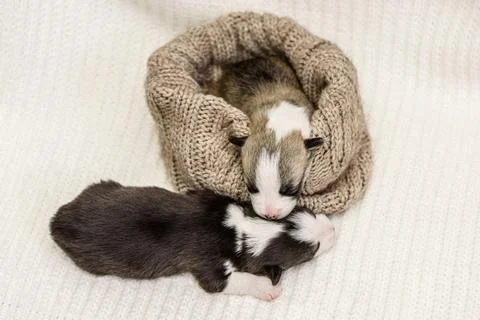 Two sweet tiny Welsh Corgi puppies sleeps on soft beige blanket at home Stock Photos