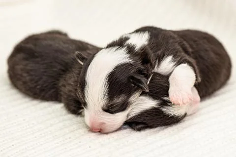 Two sweet tiny Welsh Corgi puppies sleeps on soft beige blanket at home Stock Photos