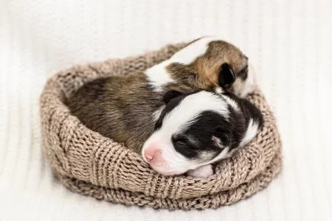 Two sweet tiny Welsh Corgi puppies sleeps on soft beige blanket at home Stock Photos