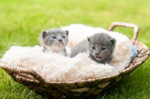 Two sweety kittens Stock Photos