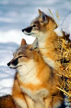 Two Swift Fox in profile, looking to left. 库存照片