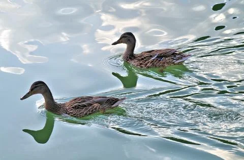 Two swimming ducks in the river 스톡 사진